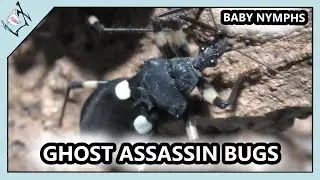 The Ghost Assassin Bugs【2 Spot Assassin Bugs】