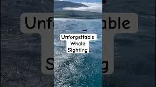 Incredible Whale Sighting - H&uacute;sav&iacute;k, Iceland #shorts