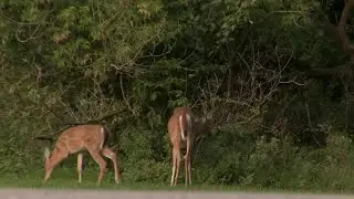 Why there's been a decline of hunters in Michigan