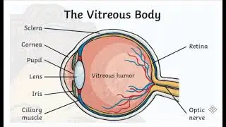 Eye parts explained! | Grade 4 - 5 | CBSE |