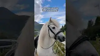 When you have the &ldquo;star stable horse&rdquo; #starstable #sso #horse #horses #pony #horselife #fyp #viral