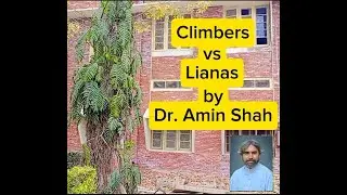 Climbers versus Lianas