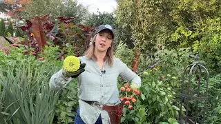Reviving Wilted Dahlias, Zinnia Meltdown, Quick Dip vs. Boiling Water for Cut Flowers, Fusarium