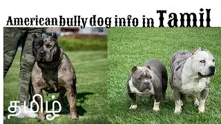 #tamil American bully info ( price,  grooming tips,  buying tips,  feeding tips)  in tamil