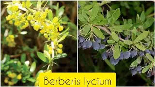 Berberis lycium (Sumblo Booti) - A Wild Weed