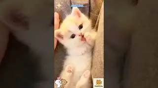 A Peaceful Little Soul 🤍