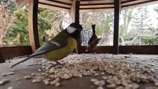 Sikory 2017