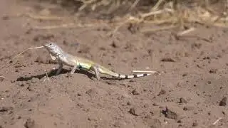 Zebra Tail Lizard on the Move - Mark Storto Nature Clips
