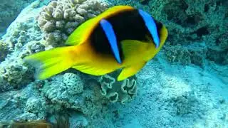fun diving