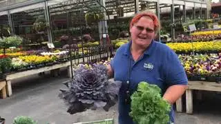 Ornamental Cabbage & Kale Time Frame for Planting