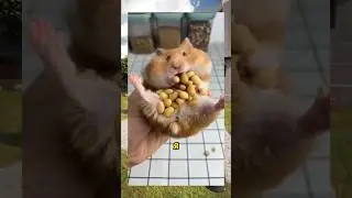 ВИРУСНЫЕ ВИДЕО / Суперсобака 😂