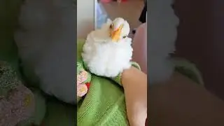pet chicken