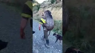Big boar #boar #pighunting #hunting #pigdogs #hunt #newzealand #nz #hunt #pork #kai #dog #feralpigs
