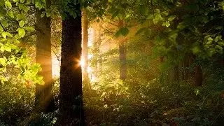 Morning in the Forest: 8 HOURS of Relaxing Nature Music - Meditation, Yoga, Calming Relaxa