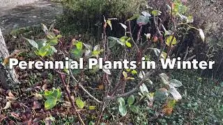 Perennial Plants in Winter