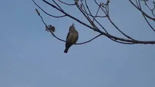 Northern Waterthrush Song