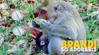 Lovely Newborn Baby Monkey Brandi Try To Get Milk, Look Monkey Brigat Lack Of Milk For Brandi