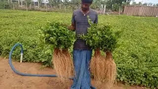 Jasmine plant