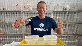 MUDA de PENAS: Cuidados essenciais para ter aves campeãs que reproduzem muito