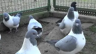Amazing pigeons  and Cute Pets Compilation,cockroach sound,Pet animals #insects #animals #shorts
