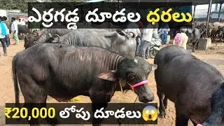 ఎర్రగడ్డ దూడల ధరలు | ₹20,000 లోపు దూడలు 😲 | Erragadda Buffalo Market | 04-01-2025