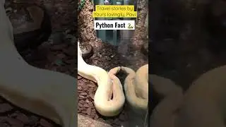WEIRD and SURPRISING Python 🐍 facts that you didn&rsquo;t know!