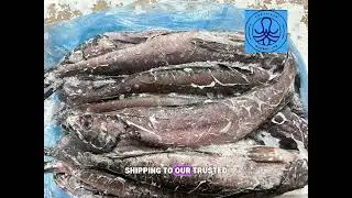 Hake Whole fish loading from Mexico to west africa contact mia@fortfieldglb.com