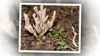 Clavulina vinaceocervina - fungi kingdom
