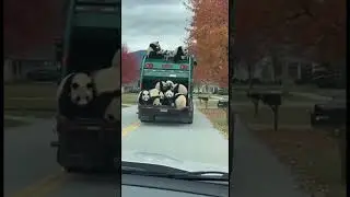 🐼 WTF! Garbage Truck Full of Pandas Takes Over the Street! 🤯 Hilarious Sight You Won't Believe