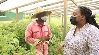 Tomate