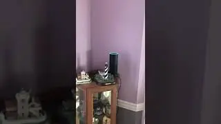 Alexa say bad words