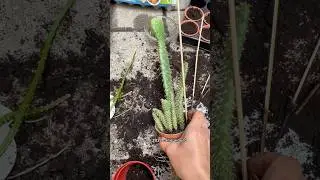 It&rsquo;s 2024, time to grow a cactus plant till it fruits🌵This is also a 2.5yr cactus pear plant update