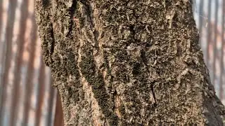 Indentify the bark of plum the superfood tasty fruits Alobukhrah 😋part 5