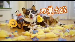 60只尖叫鸡让狗狗嗨到说人话，开口就跟主人顶嘴