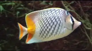 Coral reef fish family Chaetodontidae