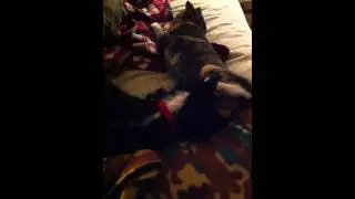 Puppy vs. Kitty 2