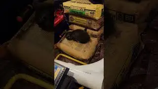More kitten shenanigans.
