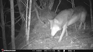 Wildlife of the Moore Islands revealed by remote cameras