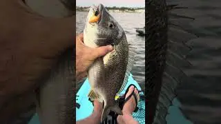 The &ldquo;CLAW&rdquo; with another Kilo Bream!