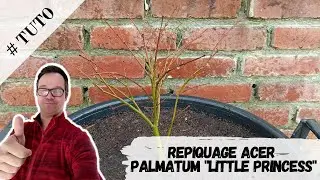 Rempotage en container d'un Acer Palmatum Little Princess