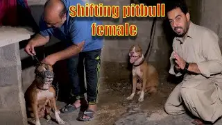 American Pit Bull Terrier . shifting a Pitbull female at my kennel (Asad Brohi vlog)