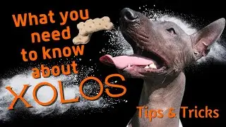 Xolo Tips and Tricks