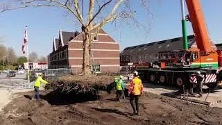 Brand Boomverzorging verplanten Platanen