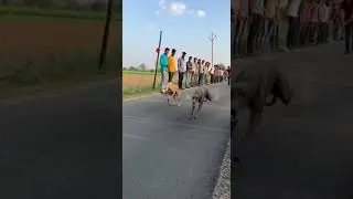 Greyhound Dog race Kolhapur || Dog race in thrilling speed chase #GreyhoundRace #DogRace #Kolhapur