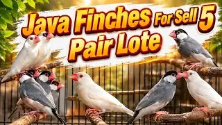 java Finches Lote For Sell #java #finches #white#grey #fawn #silver #birds #quality #shorts #viral 