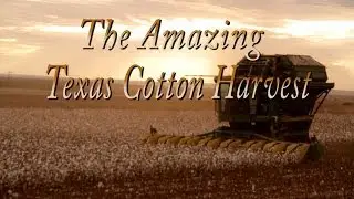The Amazing Texas Cotton Harvest