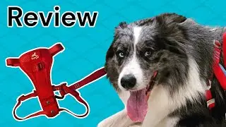 Dog Harness Review! (Kurgo, Truelove, Arcadia Trail)