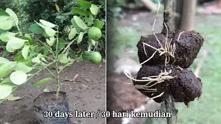 Rooting use cinnamon powder with result