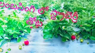 ప్రకృతిలో స్ట్రాబెర్రీ గార్డెన్ &ndash; టూరిస్టులకు స్వర్గానుభూతి , లంబసింగి (Lambasingi)