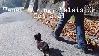 Swiss lakeside weekly #5 Taney hiking